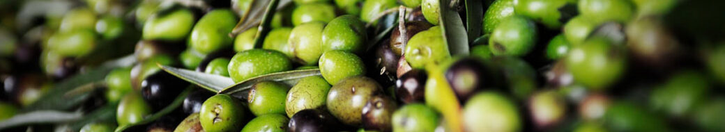 Un olio buono che nasce da cooperative che fanno la differenza